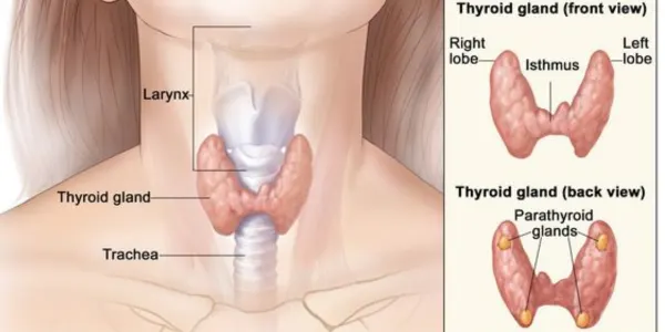 best thyroid doctor in East Delhi 